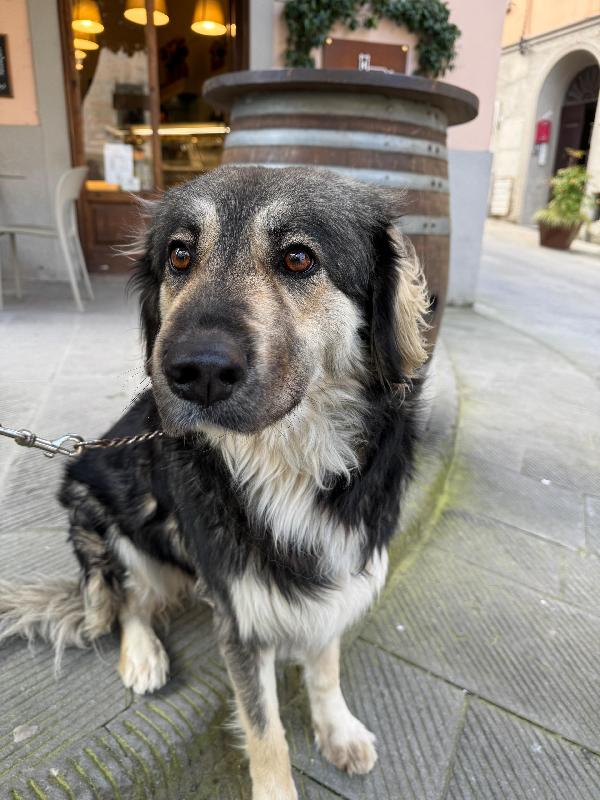 Cora splendida dolce giovanotta cerca casa  Foto 5