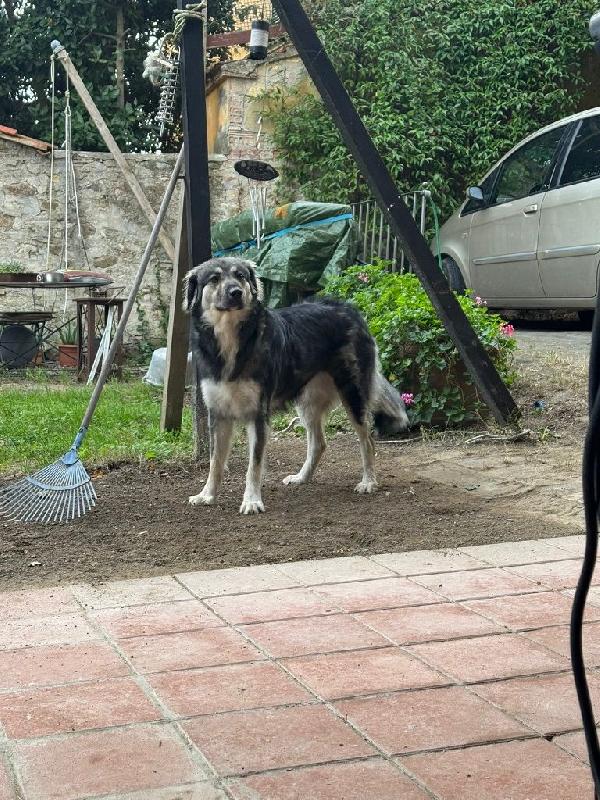 Cora splendida dolce giovanotta cerca casa  Foto 6