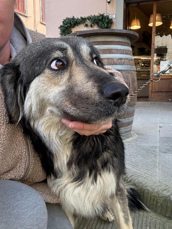 Cora splendida dolce giovanotta cerca casa  Foto 7