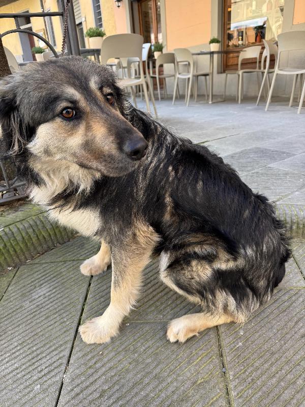 Cora splendida dolce giovanotta cerca casa  Foto 8