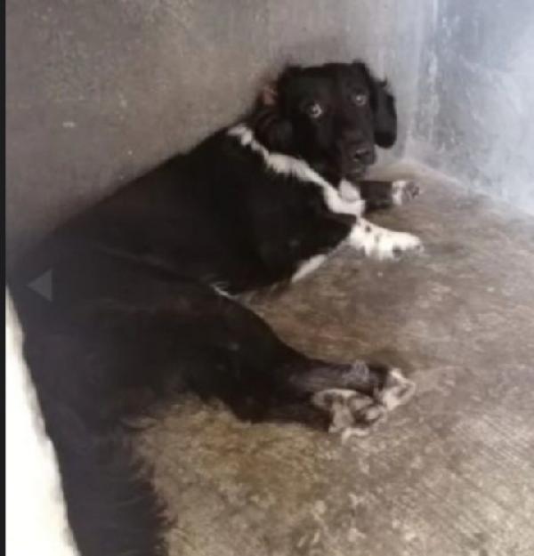 2Anni E 1/2 Timido In Canile Da Cucciolo.bari