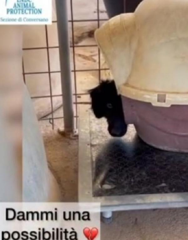 2anni e 1/2 timido in canile da cucciolo.BARI Foto 2