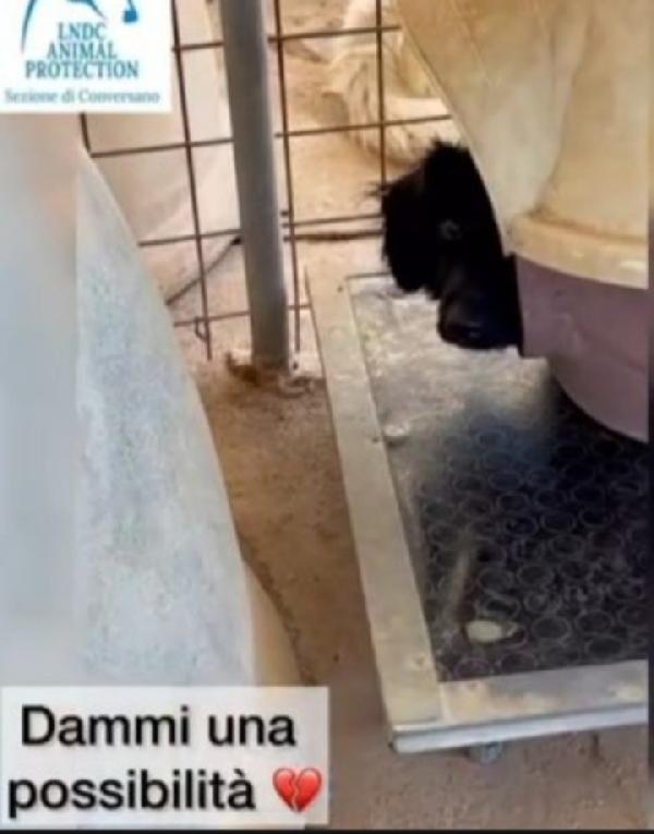 2anni e 1/2 timido in canile da cucciolo.BARI Foto 3