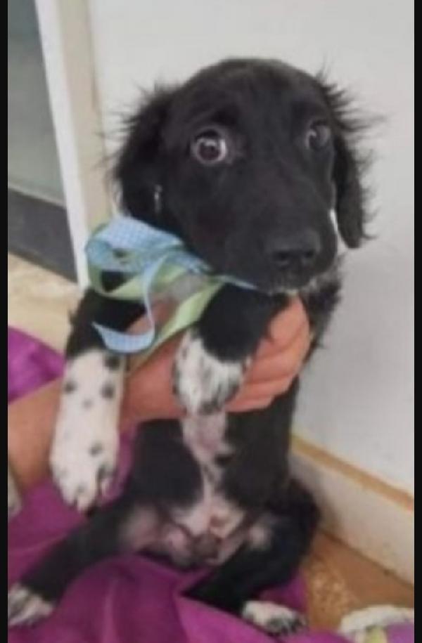 2anni e 1/2 timido in canile da cucciolo.BARI Foto 4