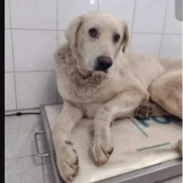 Cubo Simil Labrador Adulto Tolto Da 1Lager.roma