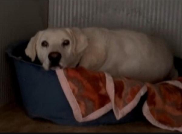 Cubo simil Labrador adulto tolto da 1lager.ROMA Foto 2