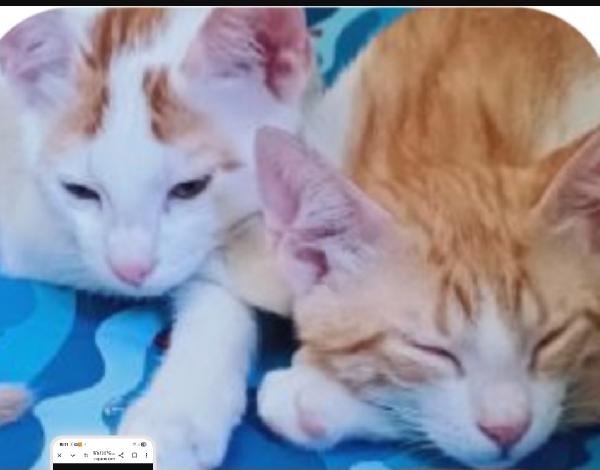 2Mici Bianchi/Rossi 10/11Mesi Sos Roma