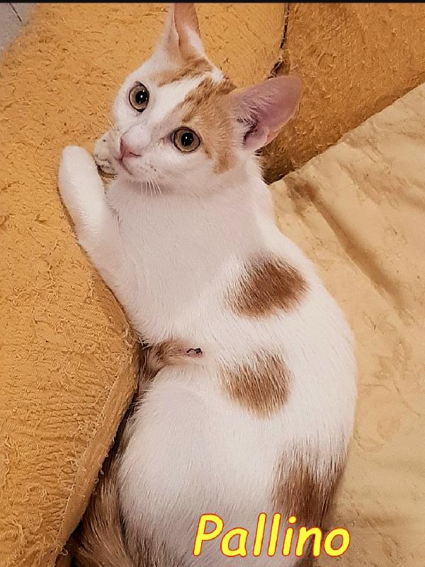 2mici bianchi/rossi 10/11mesi SOS ROMA Foto 3