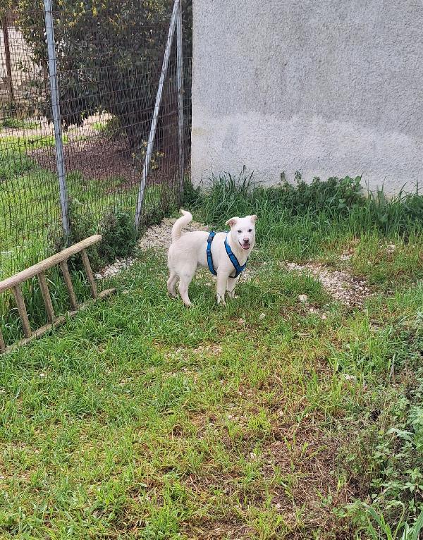 Zack Cucciolo Meraviglioso In Attesa Di Una Fab7