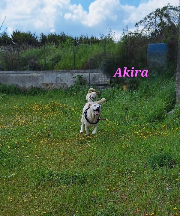 Akira cucciola stupenda in adozione  Foto 2