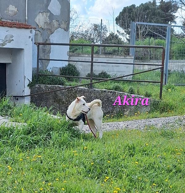 Akira cucciola stupenda in adozione  Foto 3