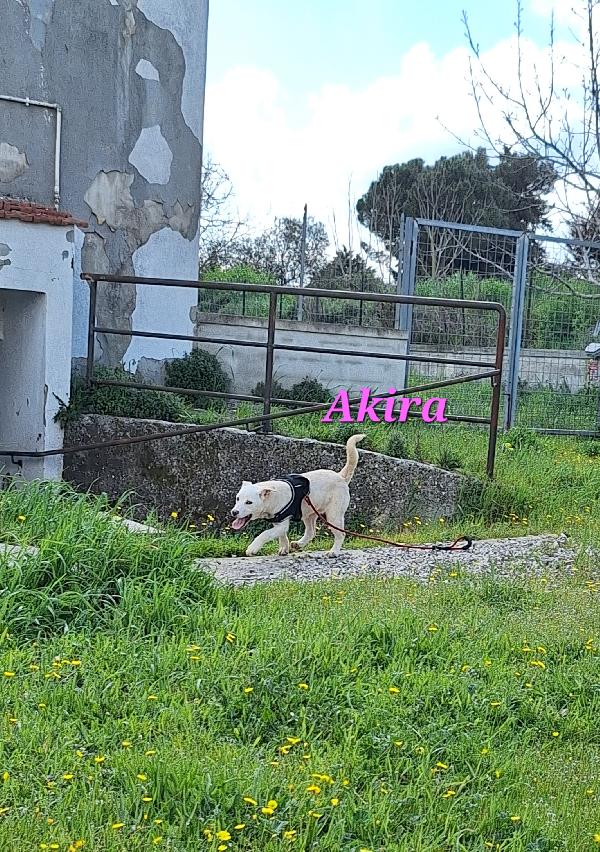 Akira cucciola stupenda in adozione  Foto 4