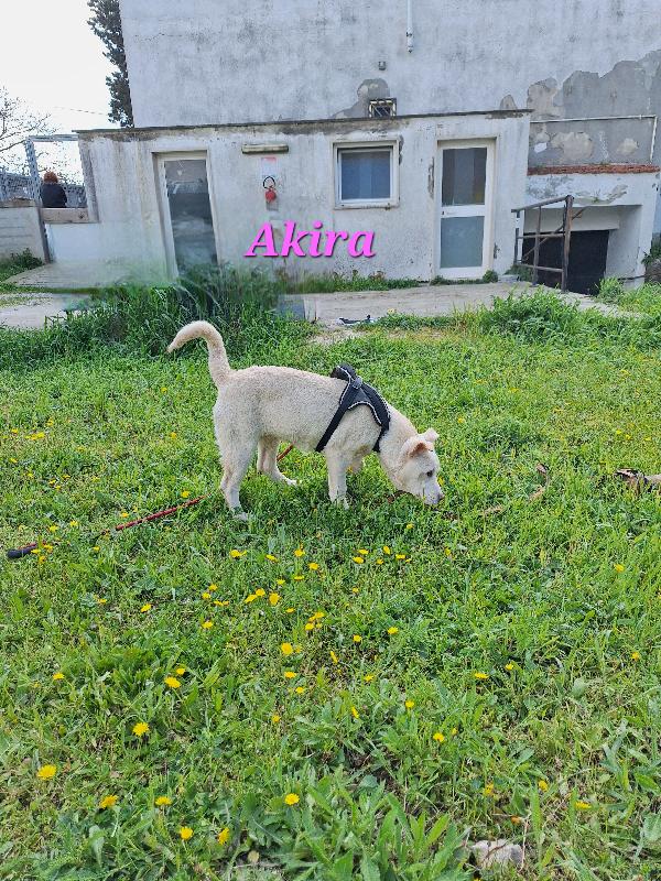 Akira cucciola stupenda in adozione  Foto 5