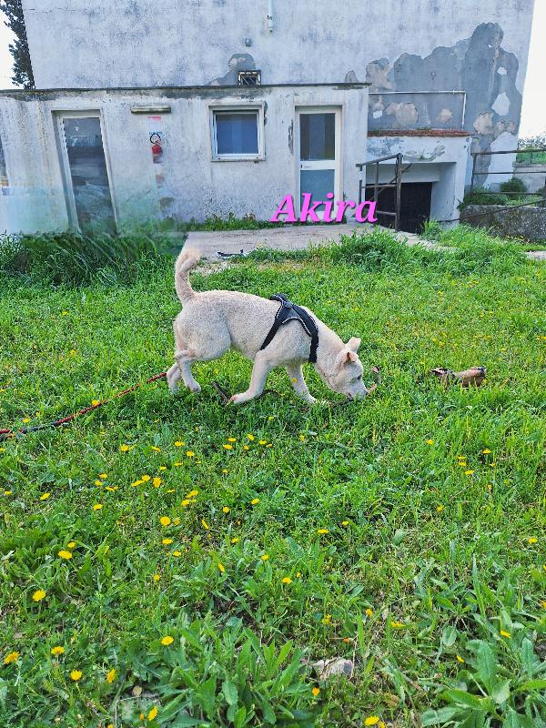 Akira cucciola stupenda in adozione  Foto 6