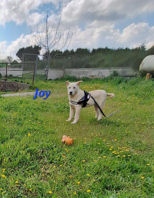 Joy Papatoso Cucciolo In Attesa Di Una Super Famiglia 