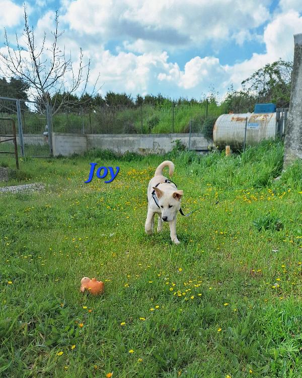 Joy papatoso cucciolo in attesa di una super famiglia  Foto 2