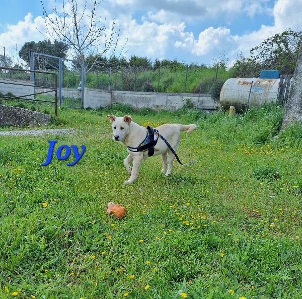 Joy papatoso cucciolo in attesa di una super famiglia  Foto 3