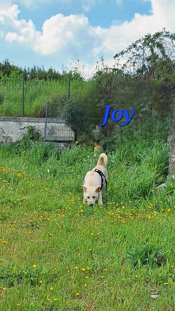 Joy papatoso cucciolo in attesa di una super famiglia  Foto 4