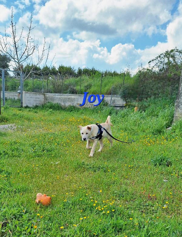 Joy papatoso cucciolo in attesa di una super famiglia  Foto 5