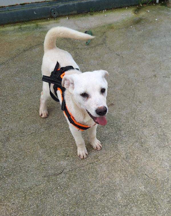 Mario Cucciolo Mix Akita In Adozione 