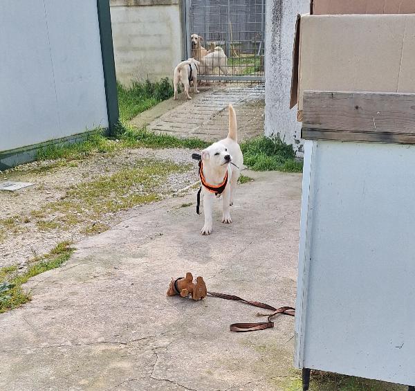 Mario cucciolo mix akita in adozione  Foto 2