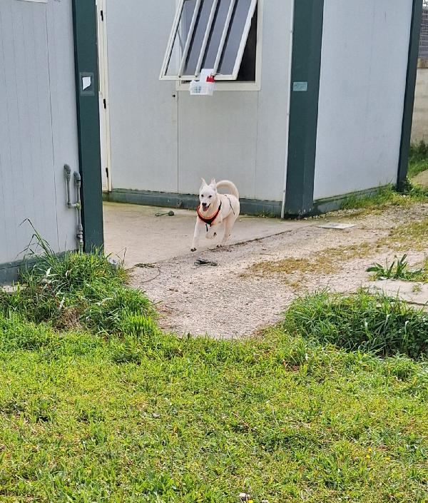 Mario cucciolo mix akita in adozione  Foto 3