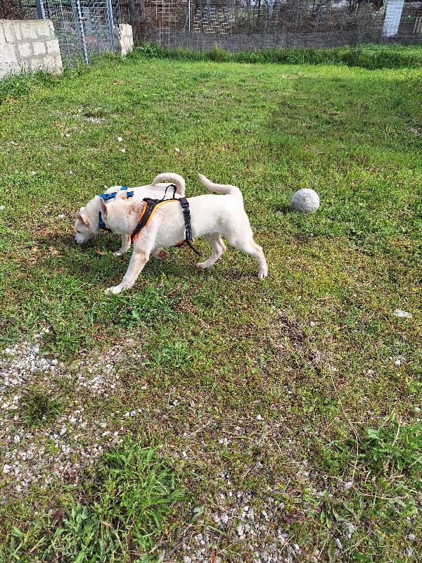 Mario cucciolo mix akita in adozione  Foto 4