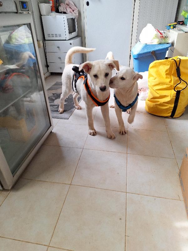 Mario cucciolo mix akita in adozione  Foto 5