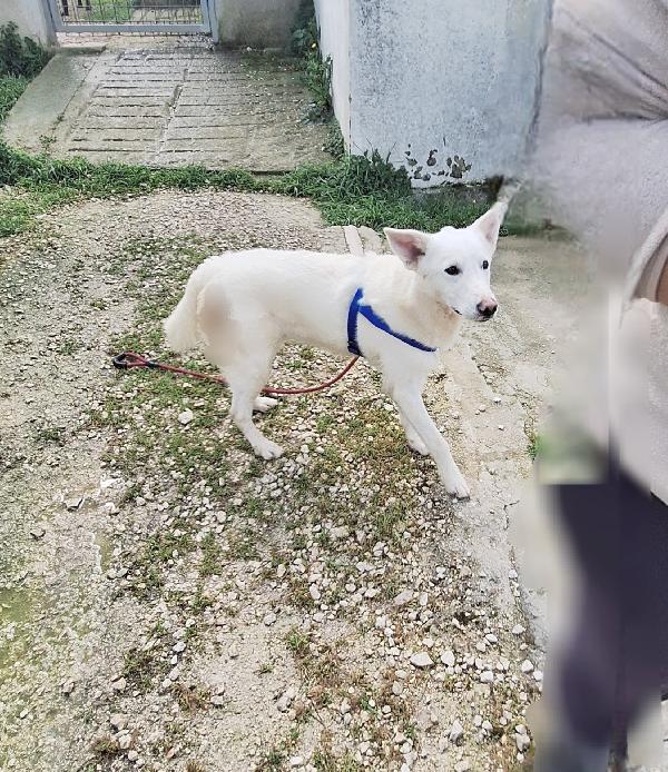 Erik Cucciolotto Mix Pastore Svizzero In Adozione 