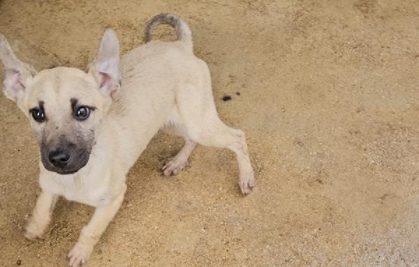 Granato: 4 Mesi Taglia Media