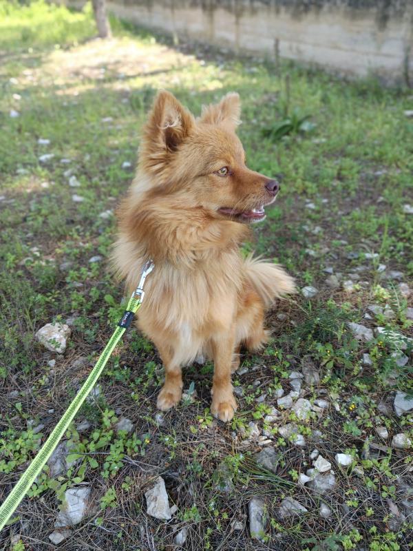 Un raggio di sole chiamato Rusty Foto 5