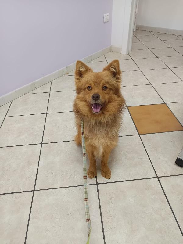 Un raggio di sole chiamato Rusty Foto 6