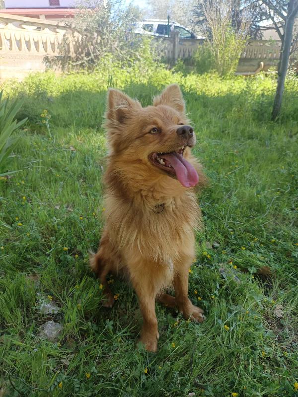 Dolce Cagnolino 1 Anno E Mezzo Taglia Media