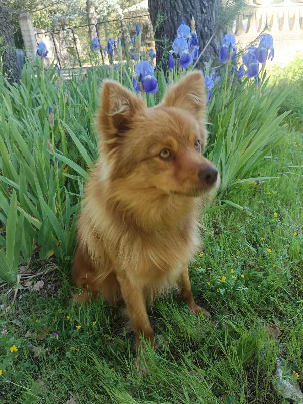 Dolce cagnolino 1 anno e mezzo taglia media Foto 2