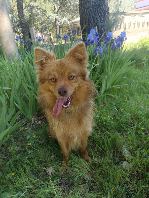 Dolce cagnolino 1 anno e mezzo taglia media Foto 3