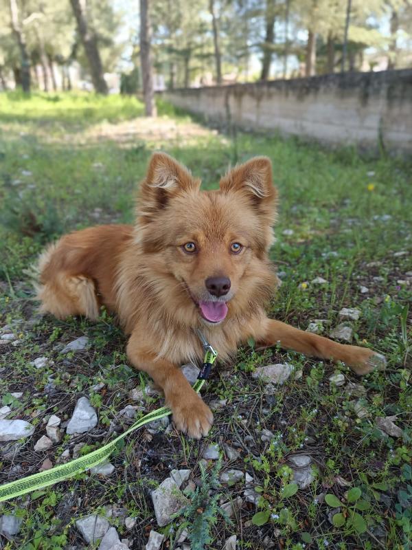 Dolce cagnolino 1 anno e mezzo taglia media Foto 4