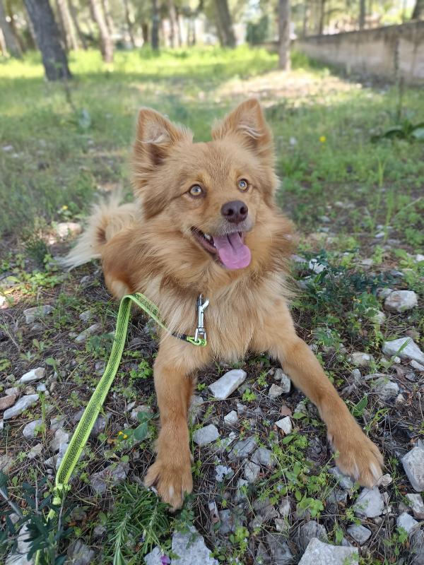 Dolce cagnolino 1 anno e mezzo taglia media Foto 5