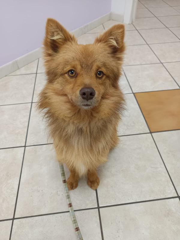 Dolce cagnolino 1 anno e mezzo taglia media Foto 6