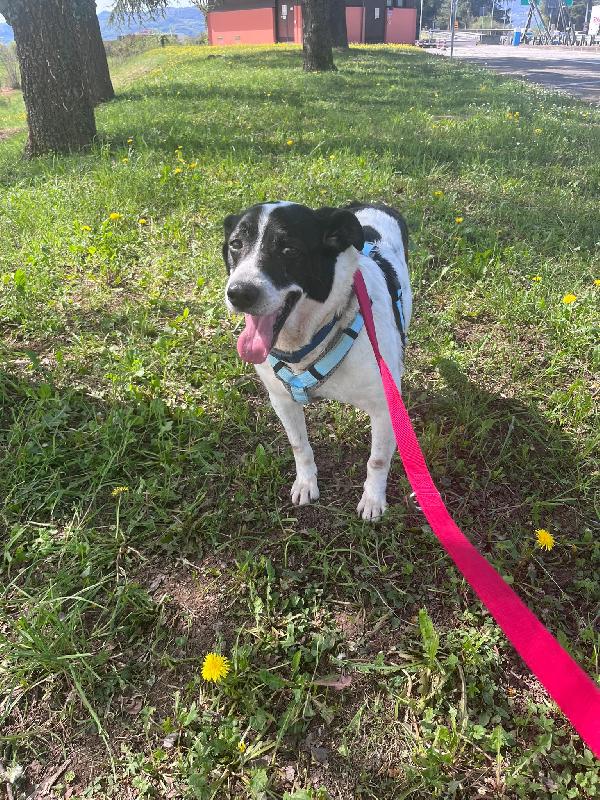 Coffee Splendido Dolce Cagnolone Cerca Casa 