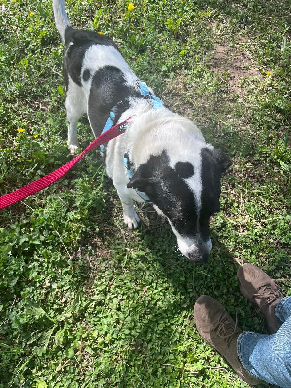 Coffee splendido dolce cagnolone cerca casa  Foto 2