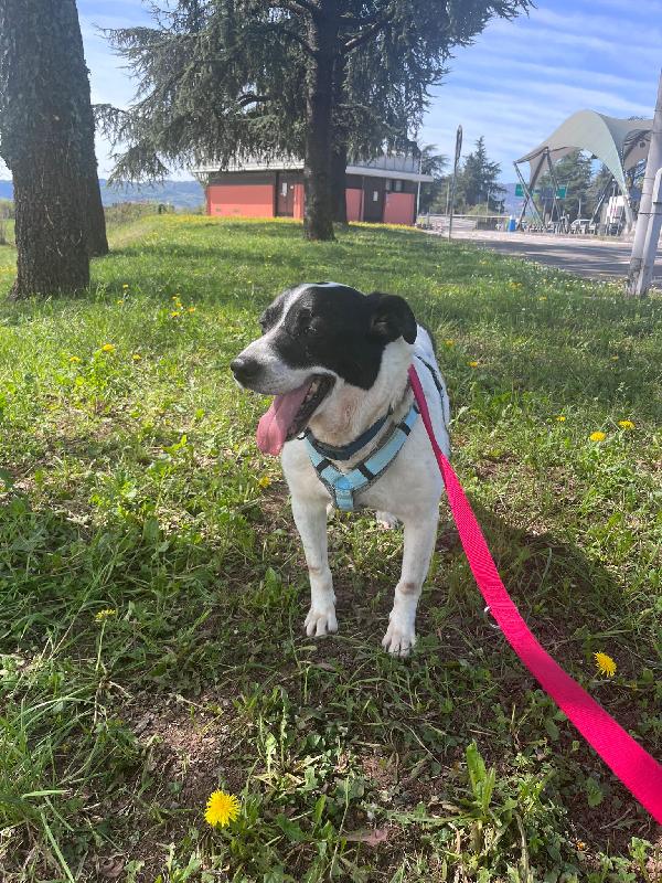 Coffee splendido dolce cagnolone cerca casa  Foto 3