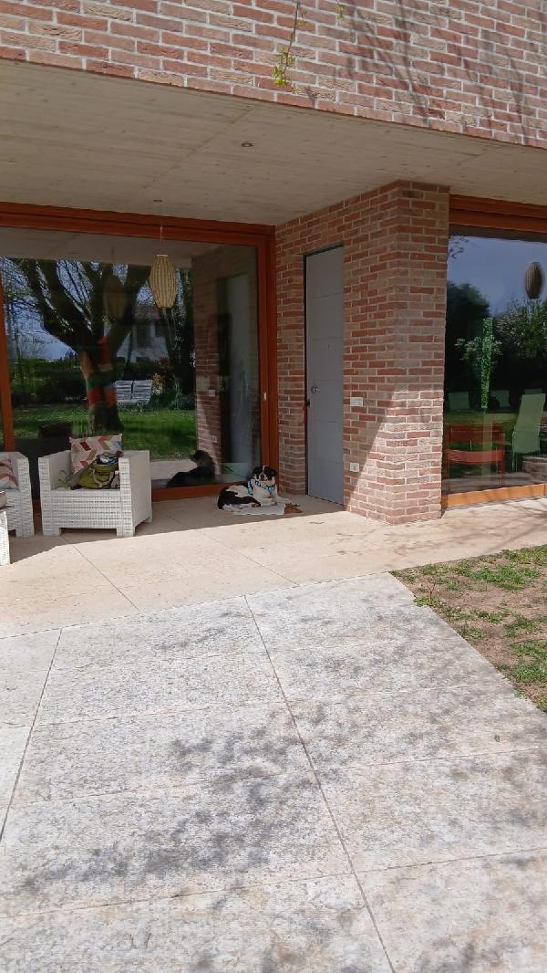 Coffee splendido dolce cagnolone cerca casa  Foto 4