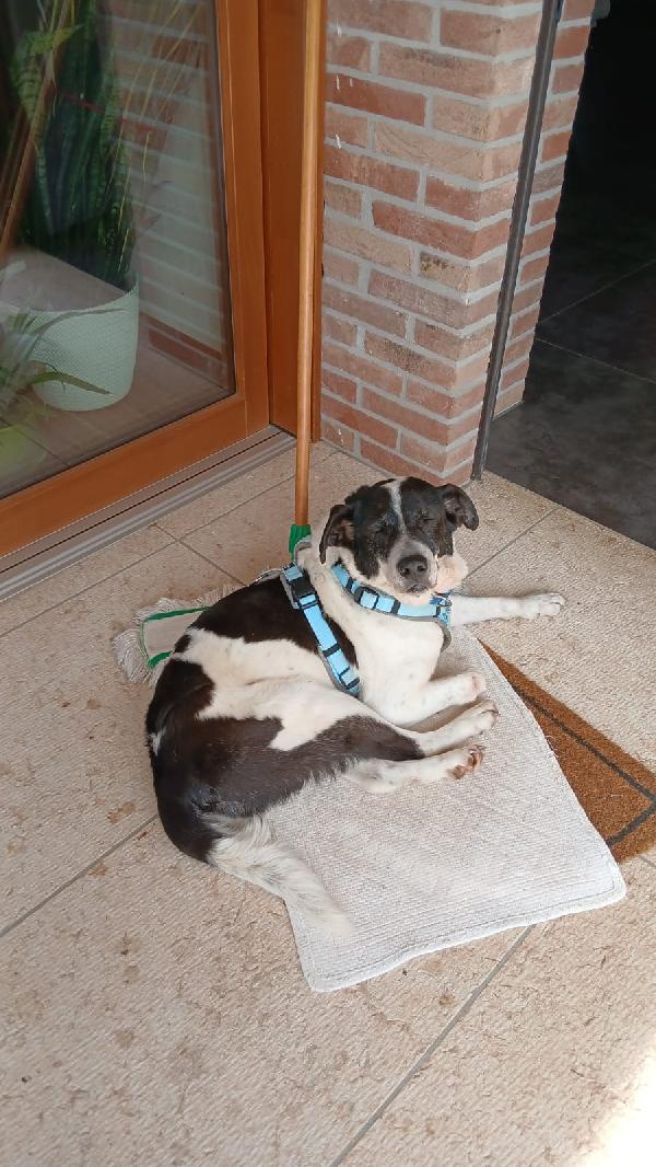 Coffee splendido dolce cagnolone cerca casa  Foto 5