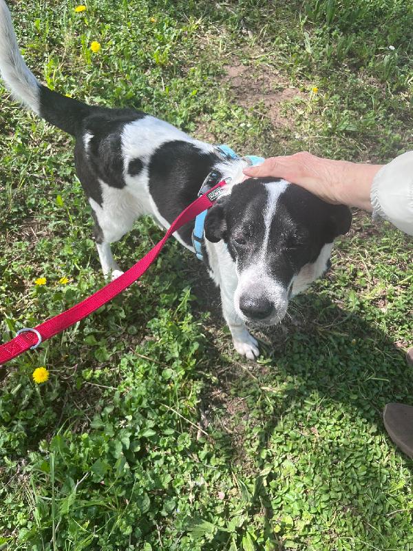 Coffee splendido dolce cagnolone cerca casa  Foto 6