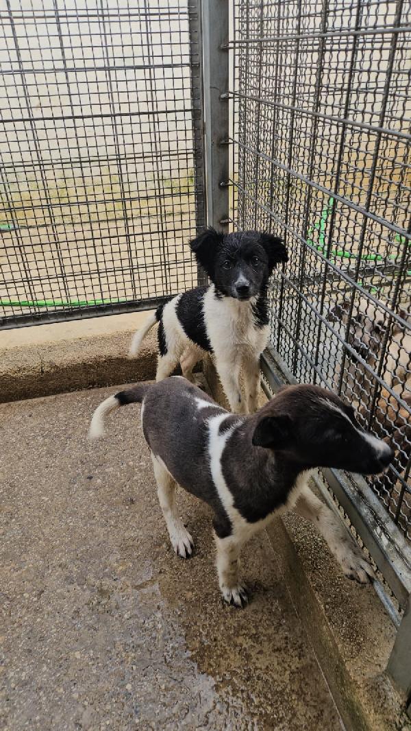 Smeralda Splendida Dolce Cucciola Cerca Casa 