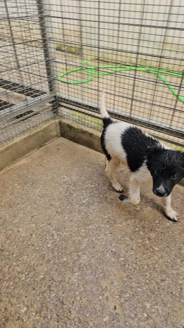 Smeralda splendida dolce cucciola cerca casa  Foto 2