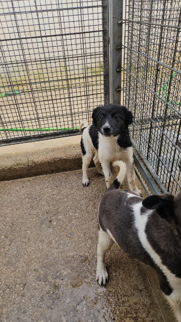 Smeralda splendida dolce cucciola cerca casa  Foto 3