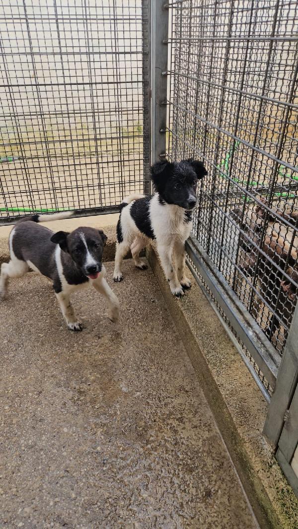 Smeralda splendida dolce cucciola cerca casa  Foto 4