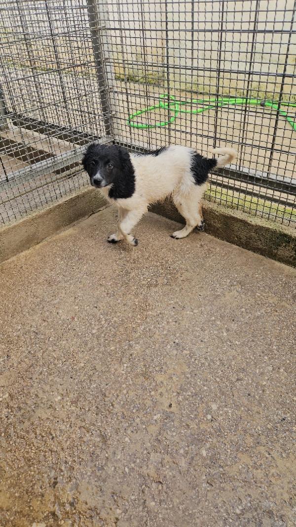 Smeralda splendida dolce cucciola cerca casa  Foto 5