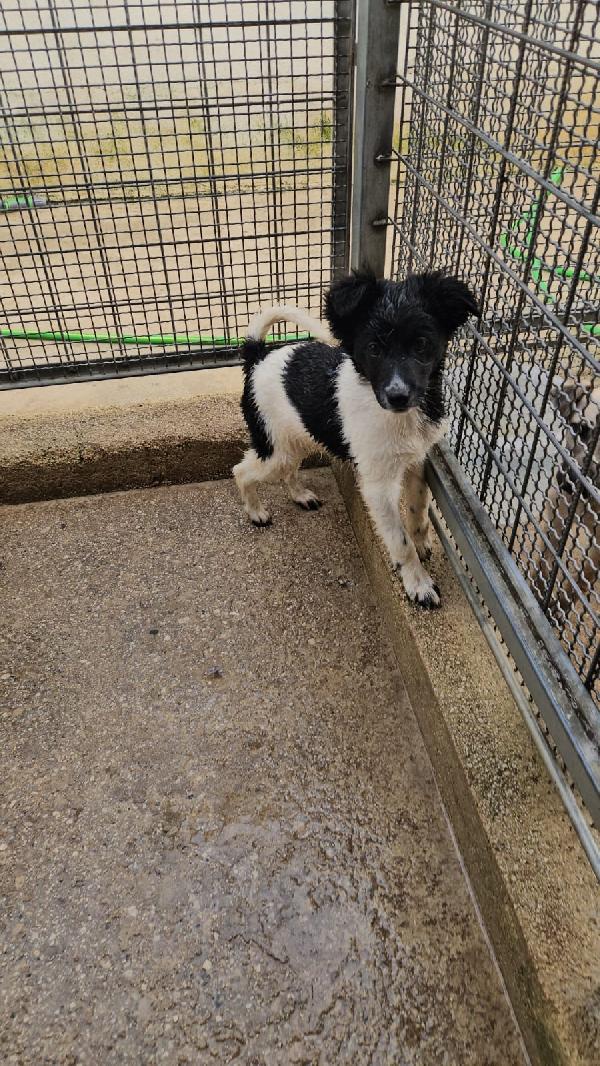 Smeralda splendida dolce cucciola cerca casa  Foto 6